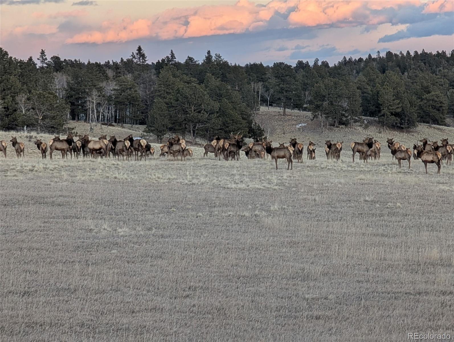 284 County Road 511 Road Divide CO 80814