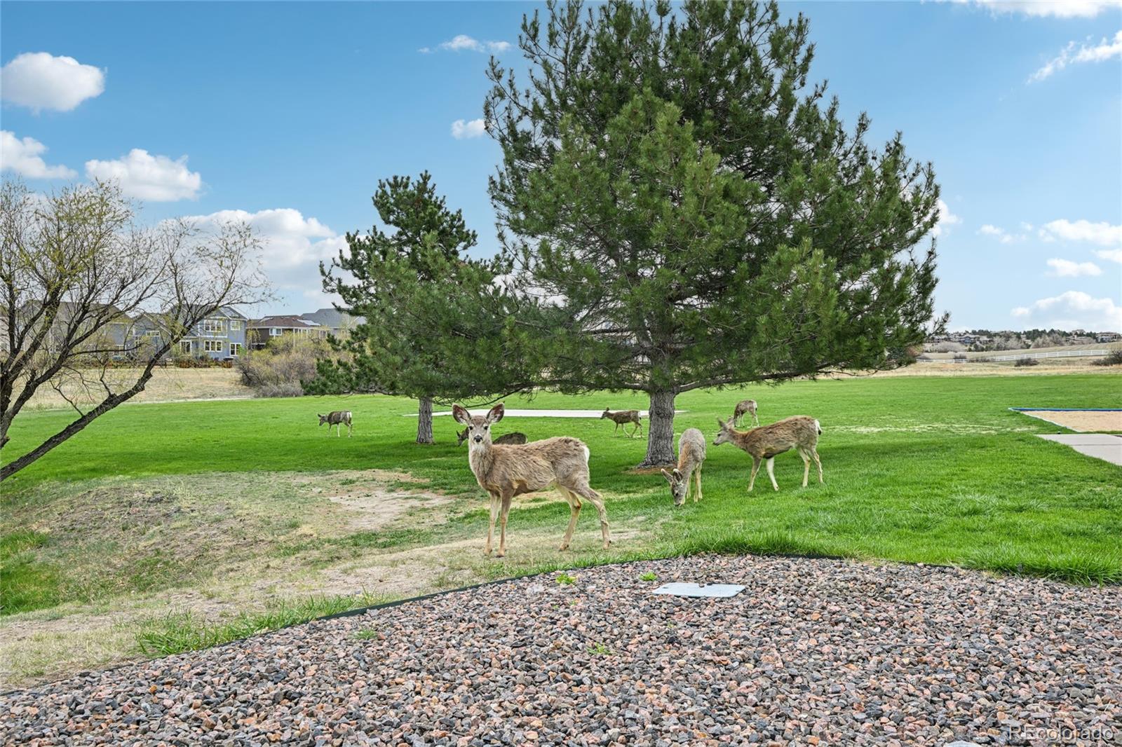 24081 E Royal Meadows Avenue Parker CO 80138