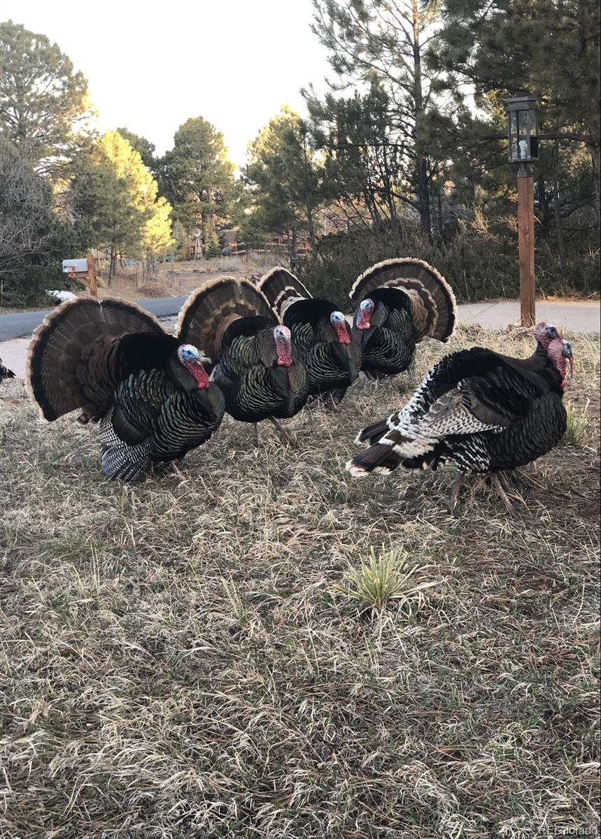 6224 Powell Road Parker CO 80134