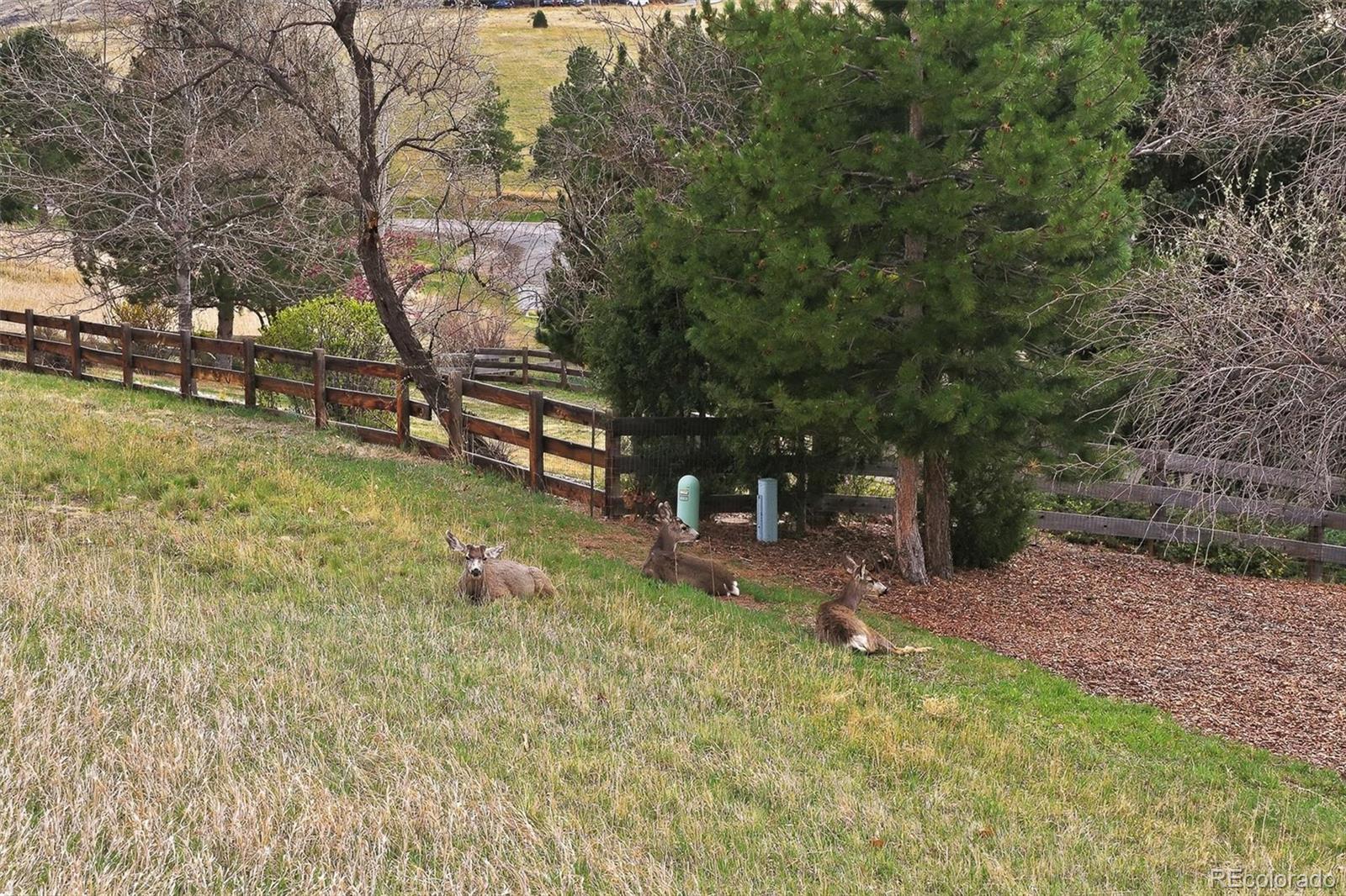 4 Blue Grouse Ridge Road Littleton CO 80127