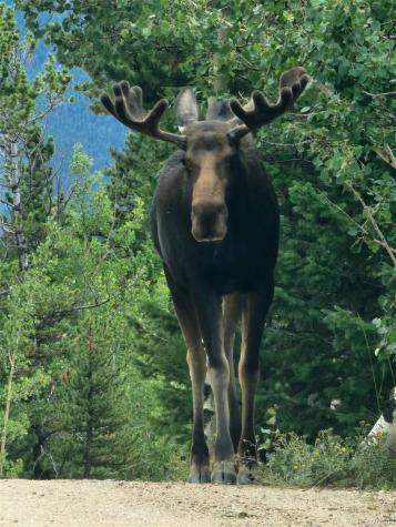 400 Alpine Way Idaho Springs CO 80452