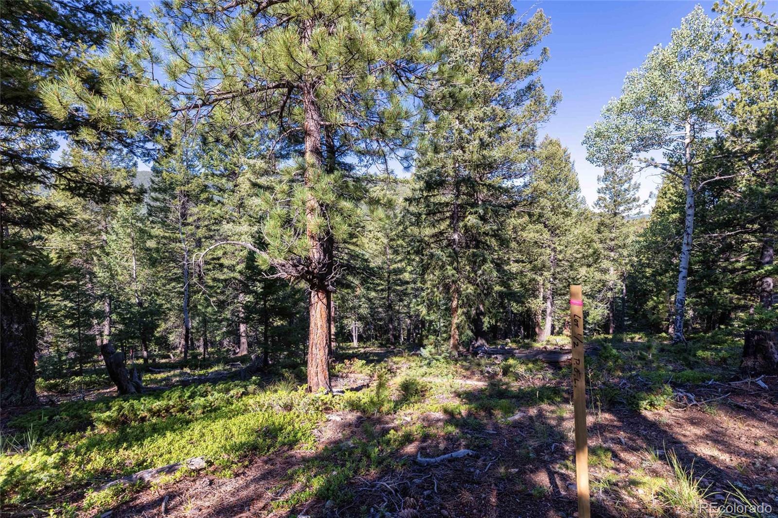 31334 Forest Shadow Trail Conifer CO 80433