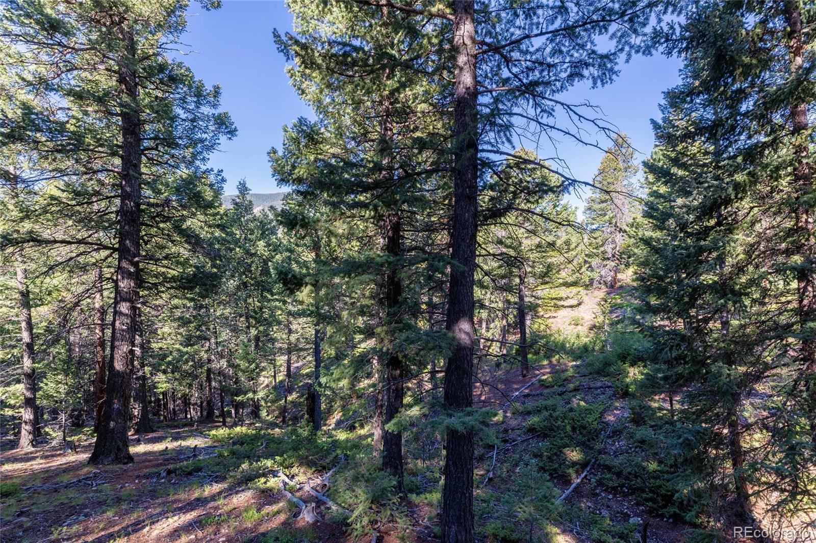 31334 Forest Shadow Trail Conifer CO 80433