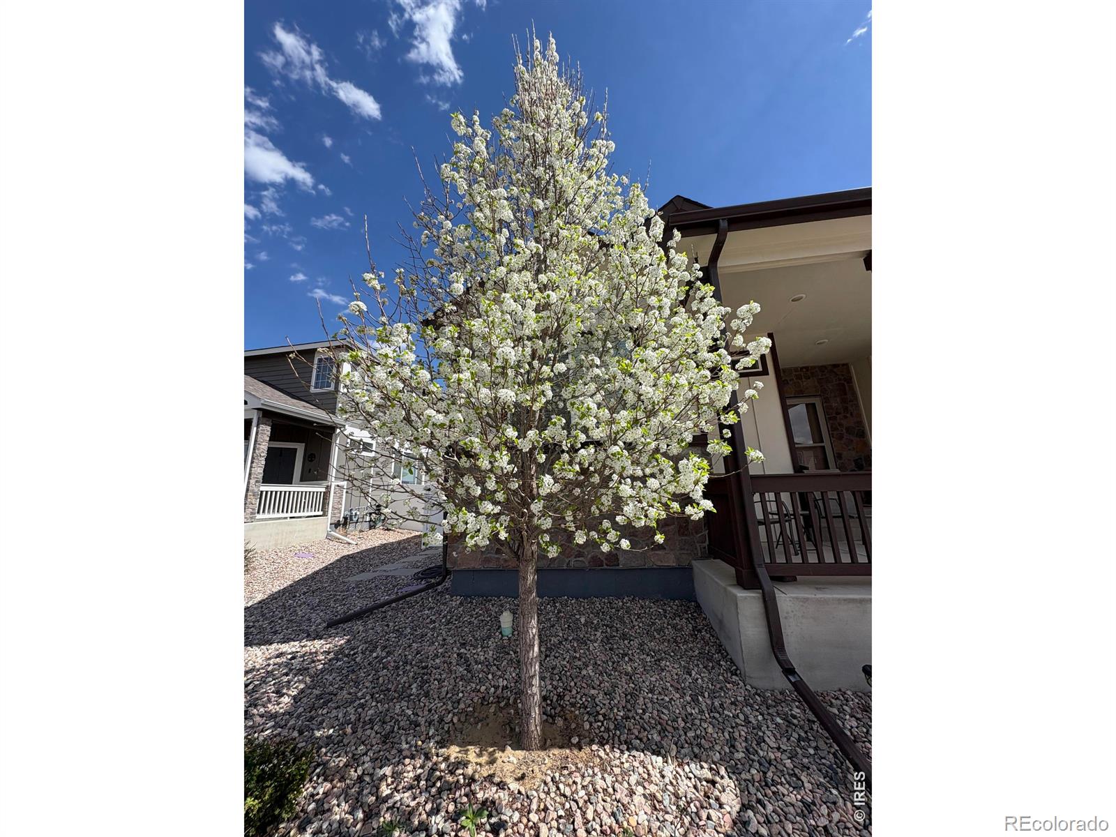 1210 Muskox Street Severance CO 80550