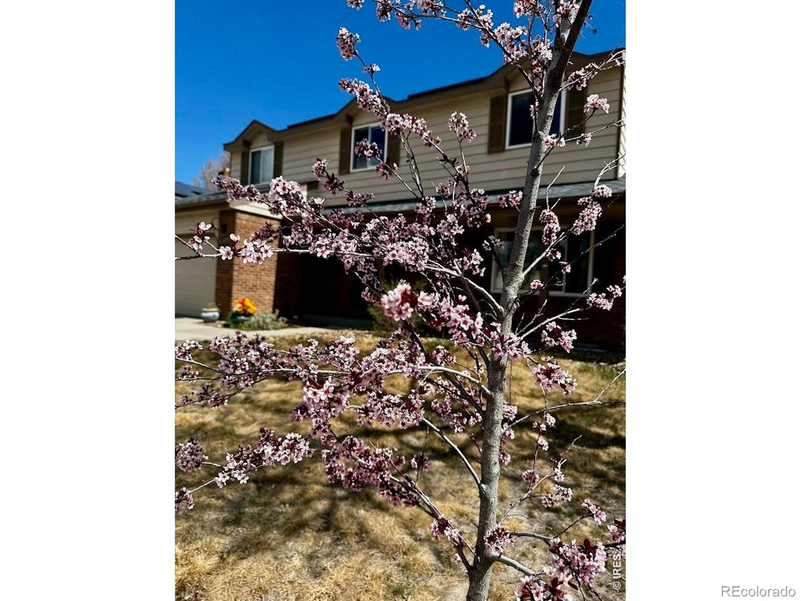8330 Garland Drive Arvada CO 80005