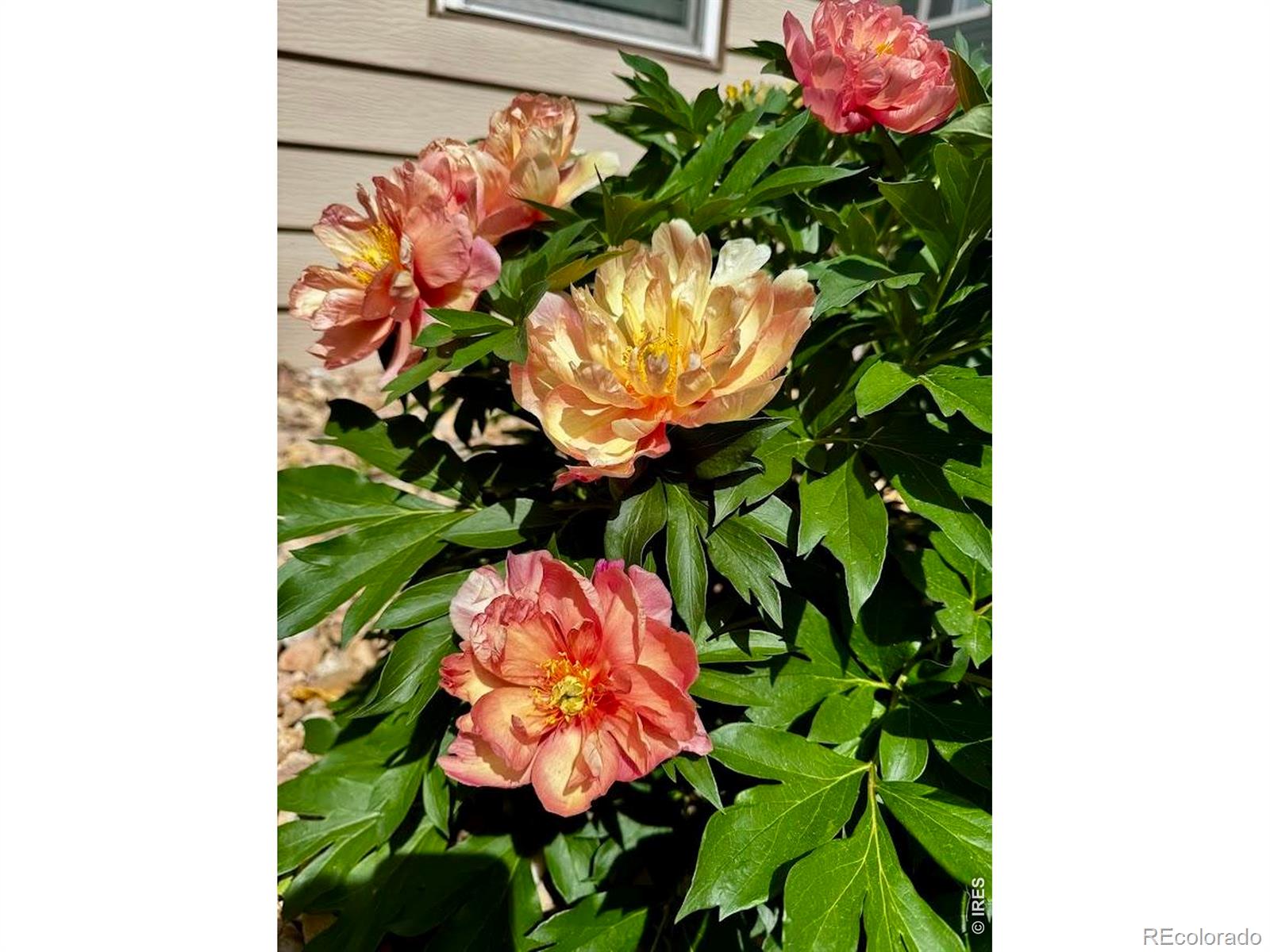 8330 Garland Drive Arvada CO 80005