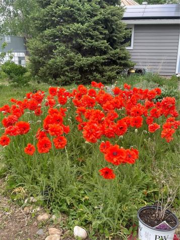 5215 Eldridge Street Arvada CO 80002