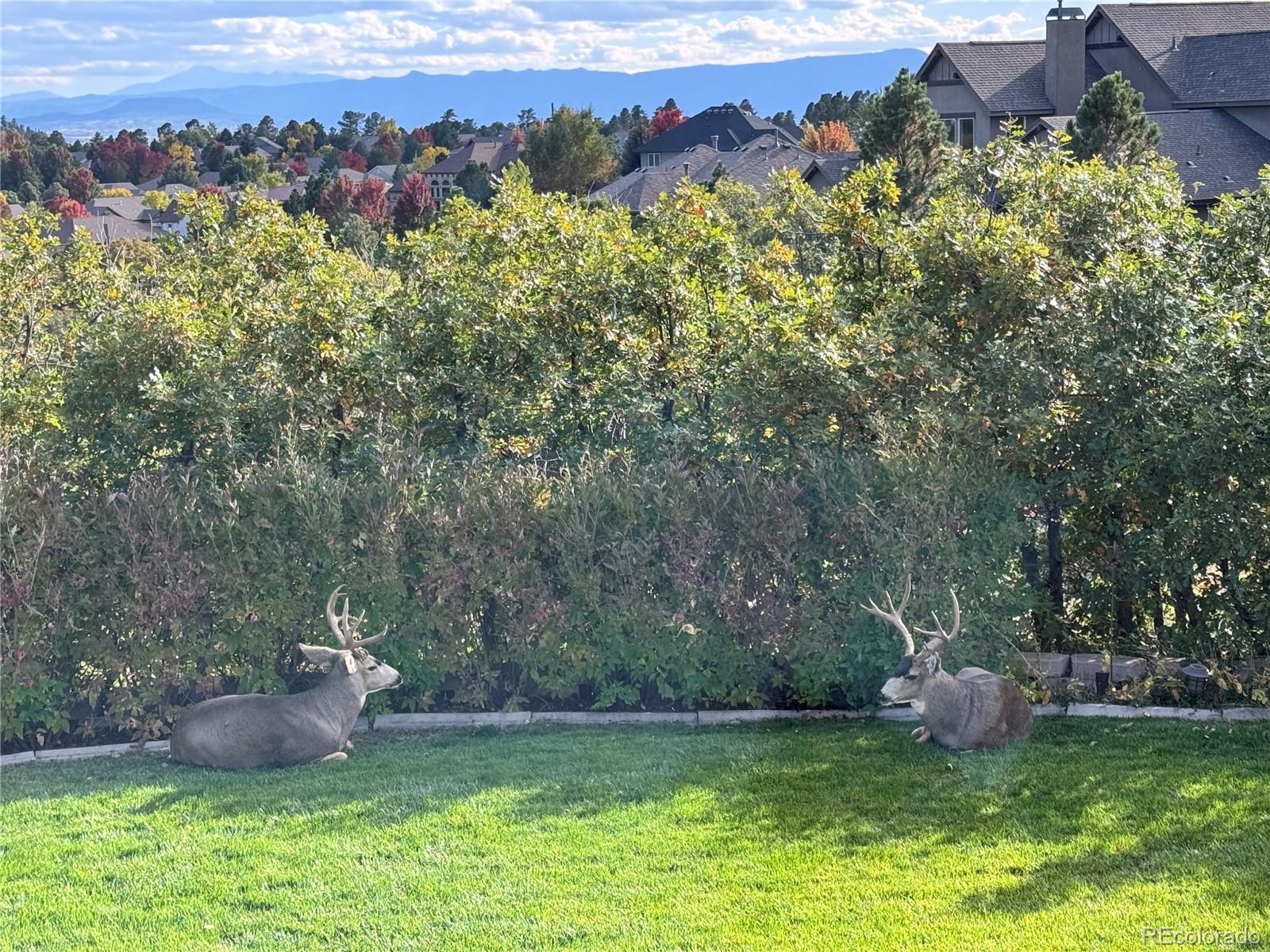 990 Glen Oaks Avenue Castle Pines CO 80108