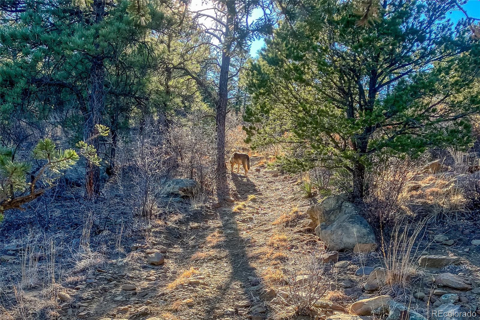 13240 Big Pine Ridge Road Weston CO 81091