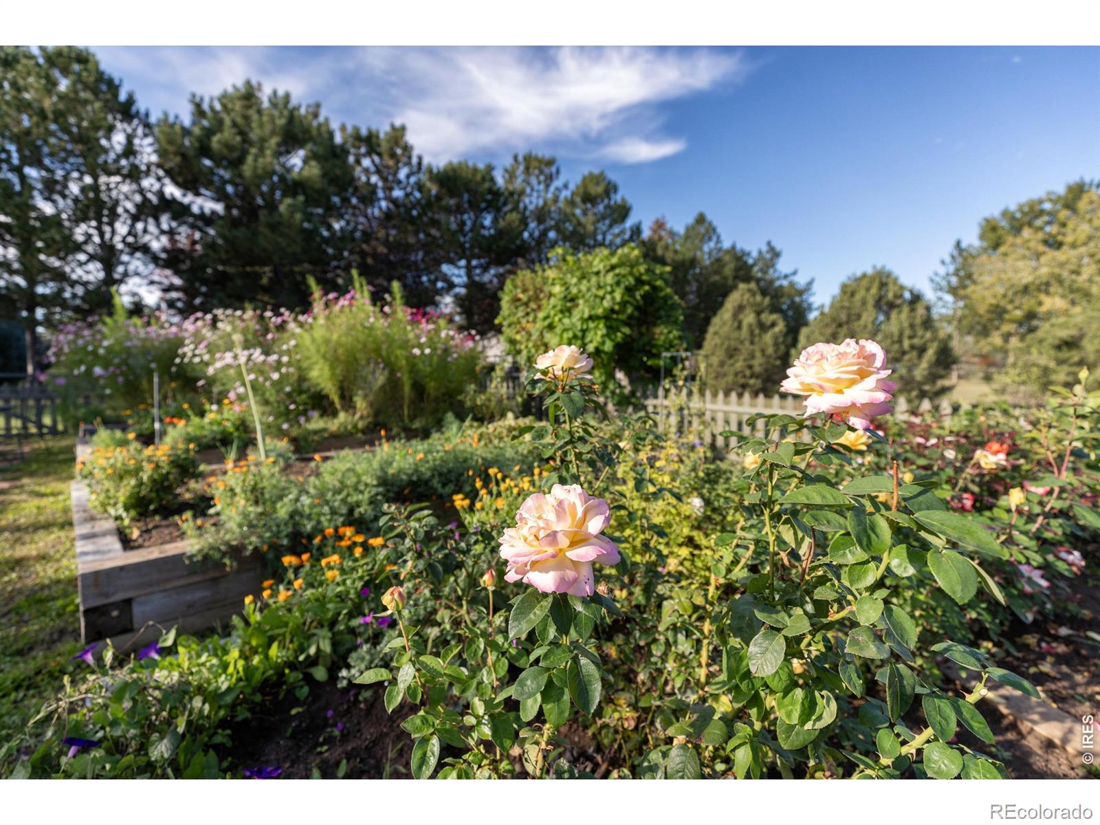 8726 Crimson Clover Lane Longmont CO 80503