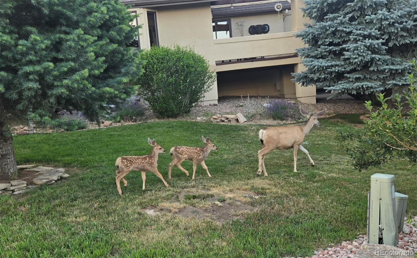 6324 Willow Broom Trail Littleton CO 80125