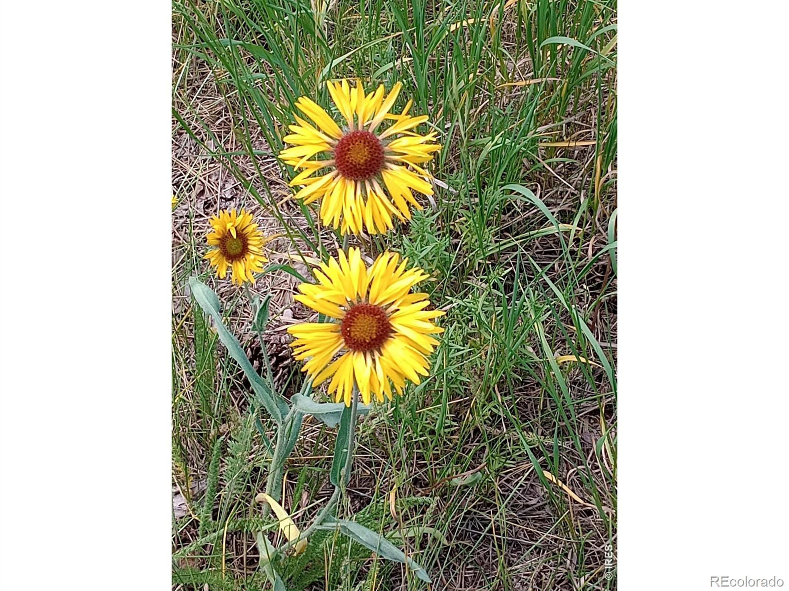 121 Pine Nut Lane Red Feather Lakes CO 80545