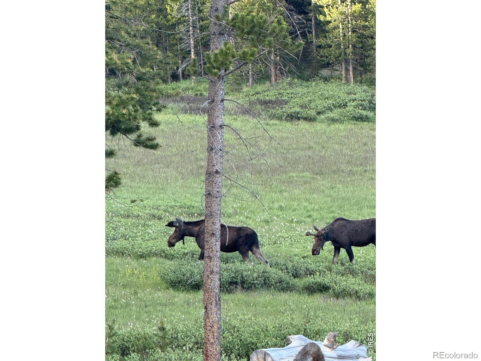 428 Rustic Road Bellvue CO 80512