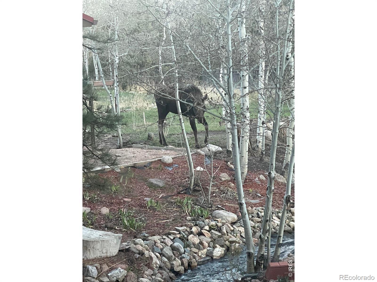 428 Rustic Road Bellvue CO 80512