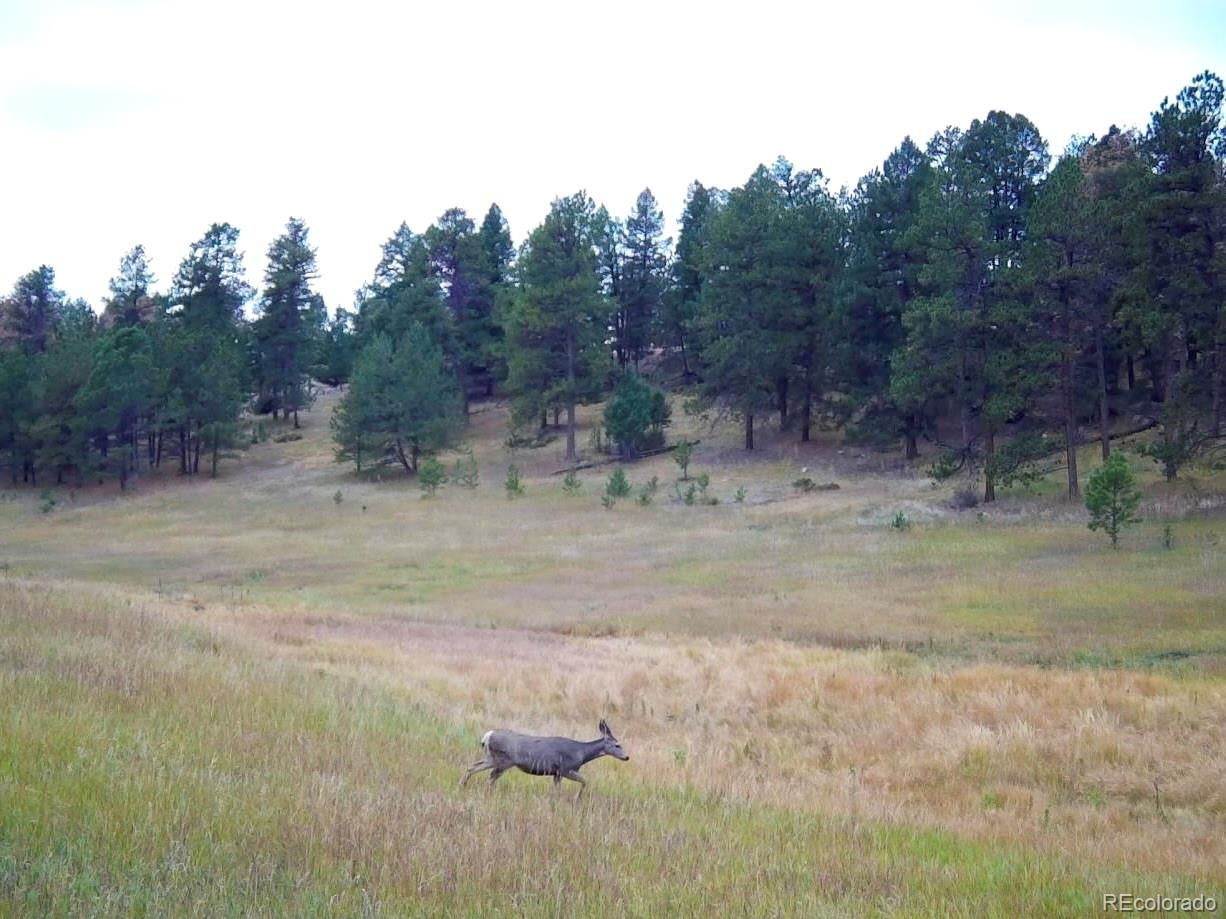 12464 S Us Highway 285 Conifer CO 80433