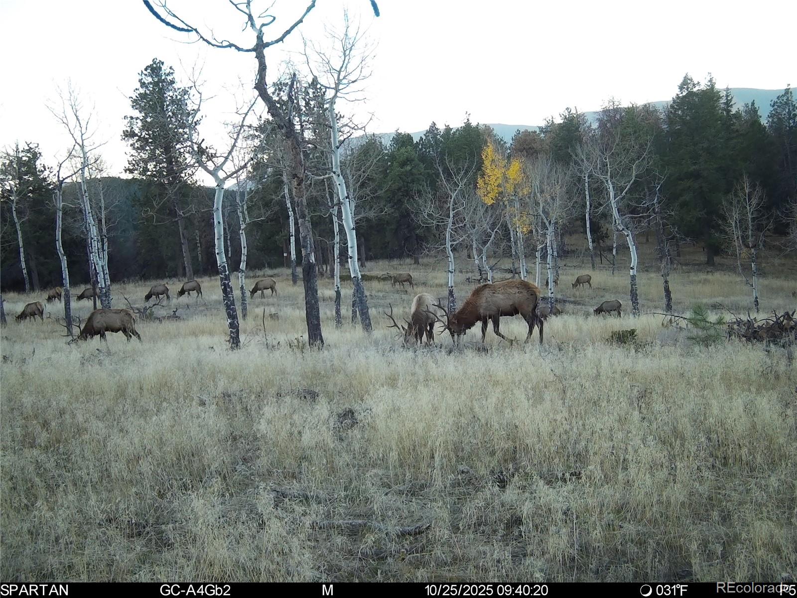 12464 S Us Highway 285 Conifer CO 80433