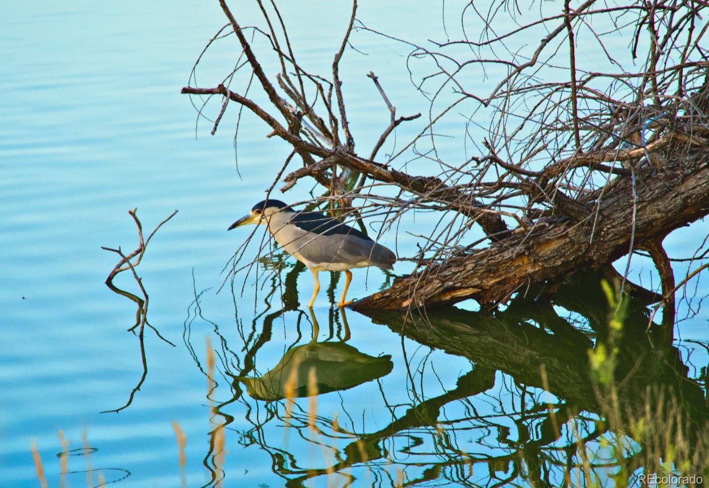 8221 Marshall Court Arvada CO 80003