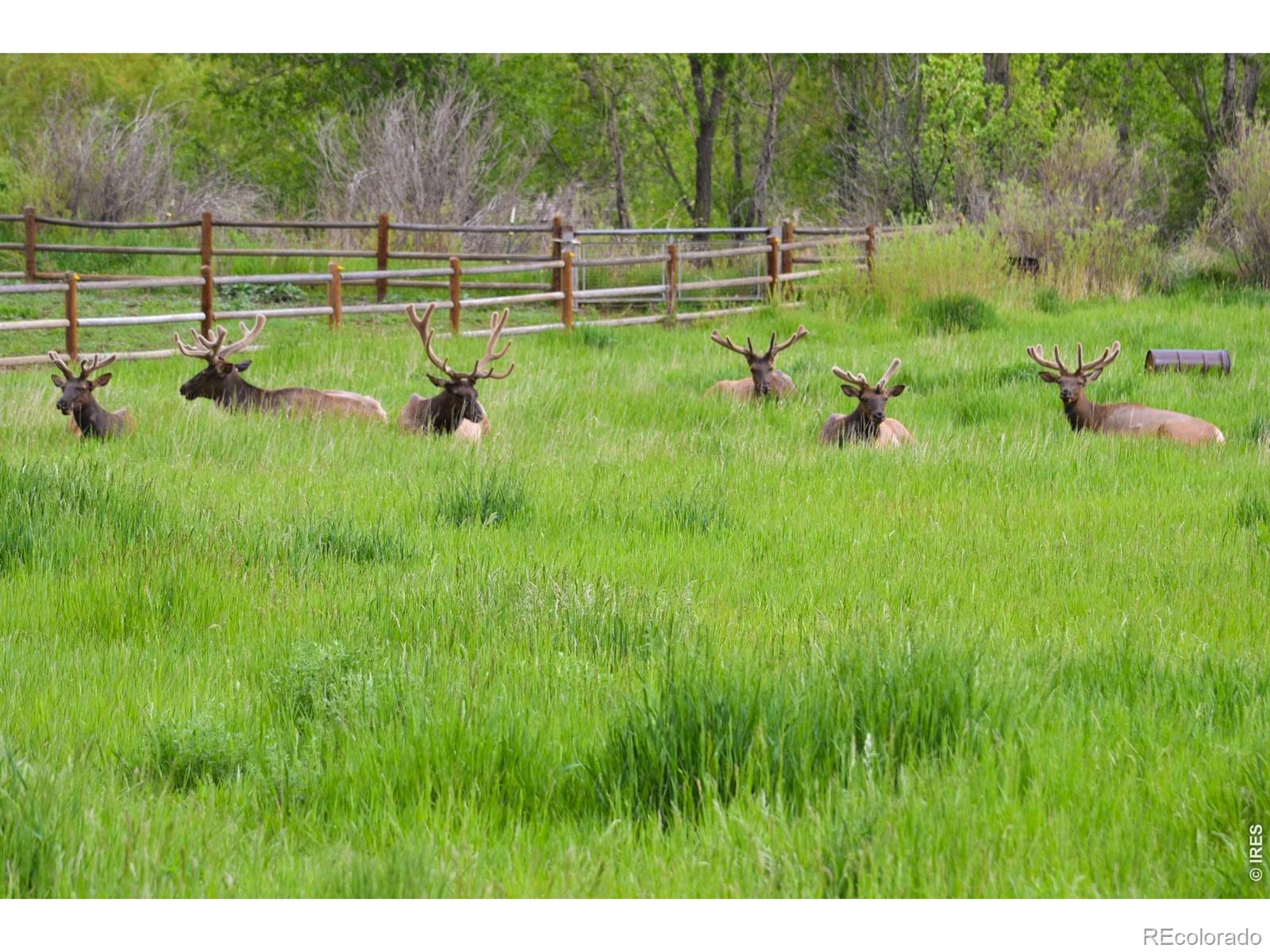 6206 Fox Tail Court Loveland CO 80537