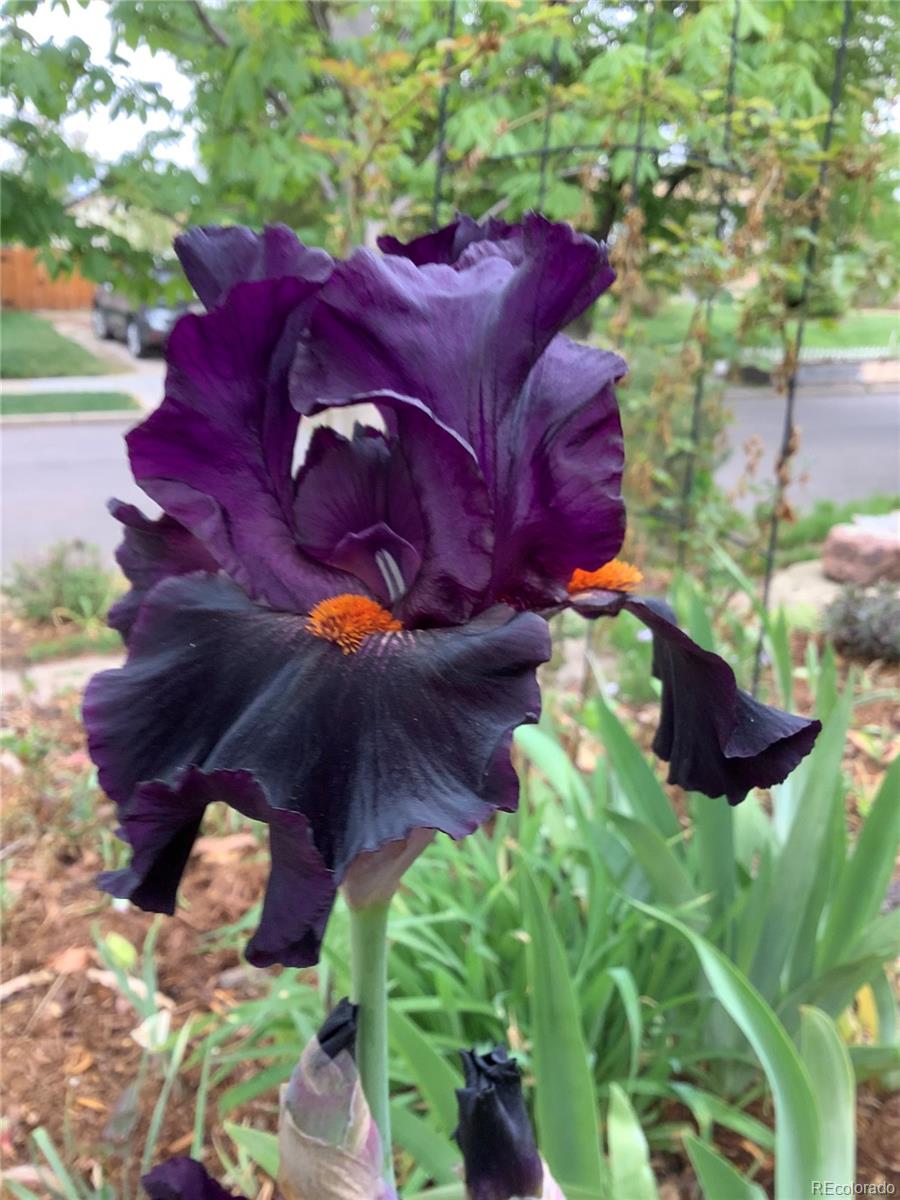 3920 N Quitman Street Denver CO 80212