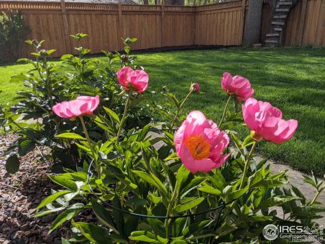 1245 Longs Peak Avenue Longmont CO 80501