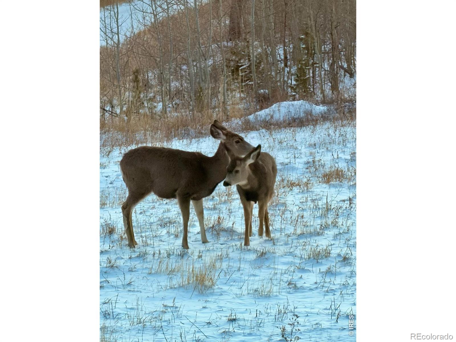 892 Stratton Park Road Bellvue CO 80512
