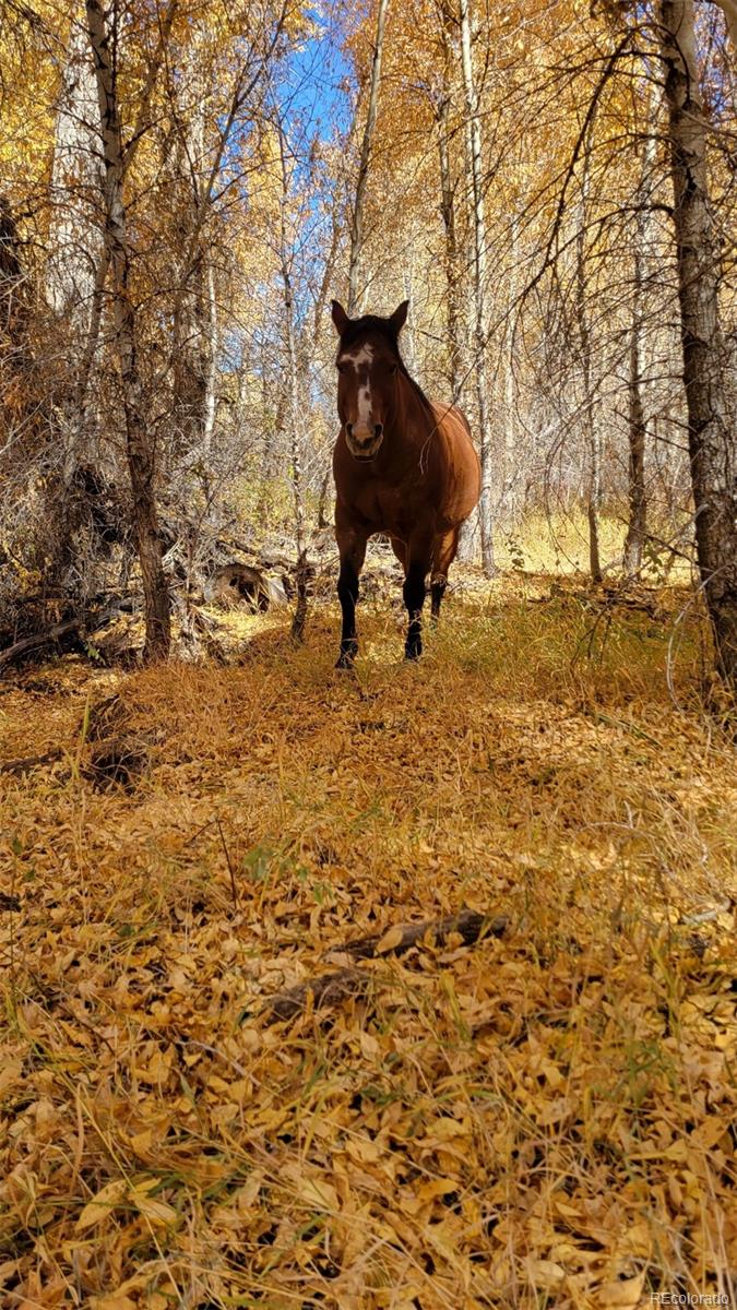 12753 13.5 Antonito CO 81120