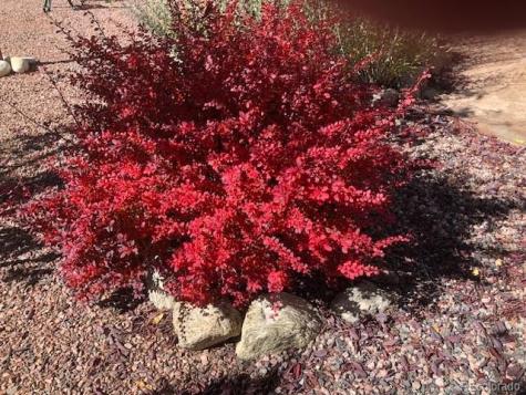 18311 Wagon Trail Buena Vista CO 81211