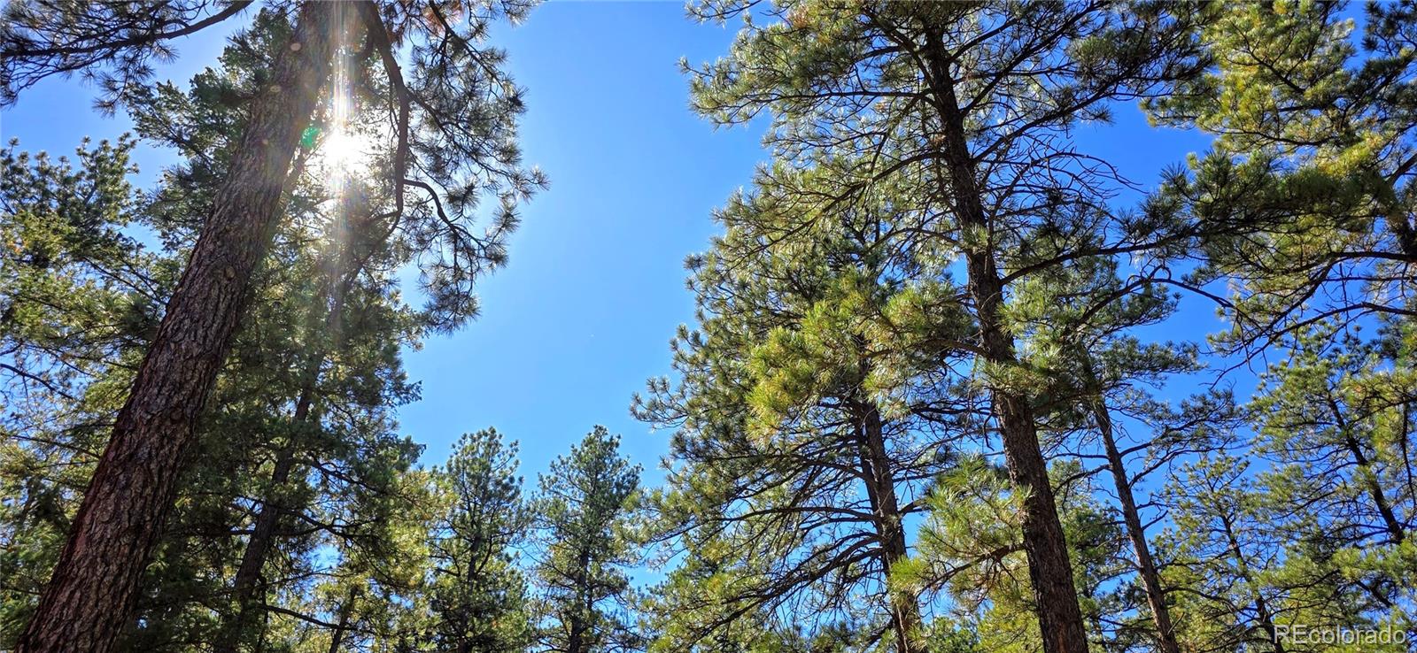 8057 Bannock Drive Larkspur CO 80118