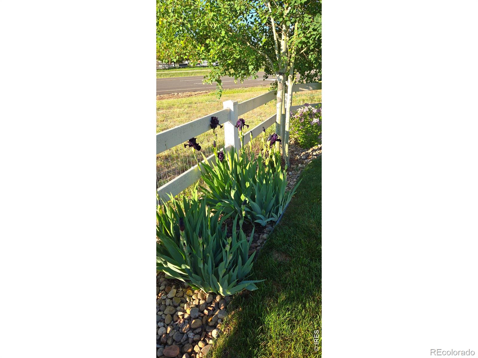10038 Buttesfield Street Firestone CO 80504