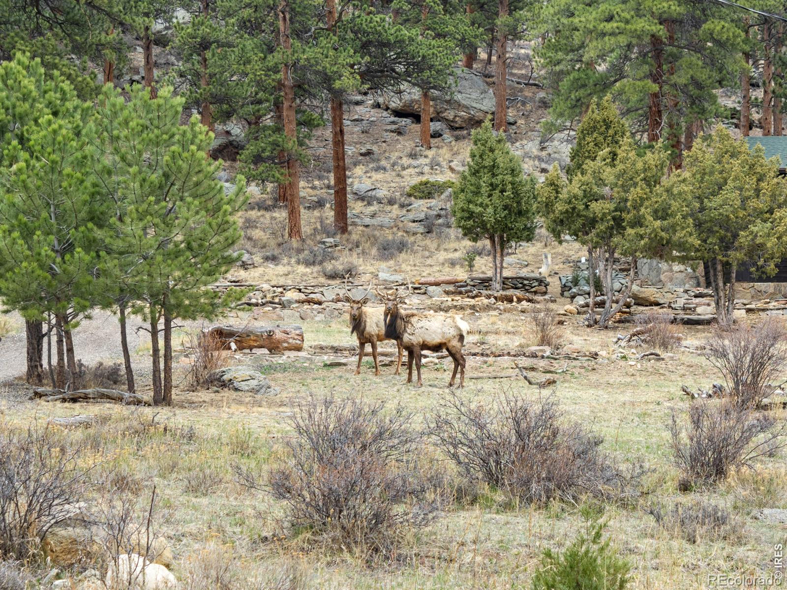 2415 Wild Bear Way Estes Park CO 80517