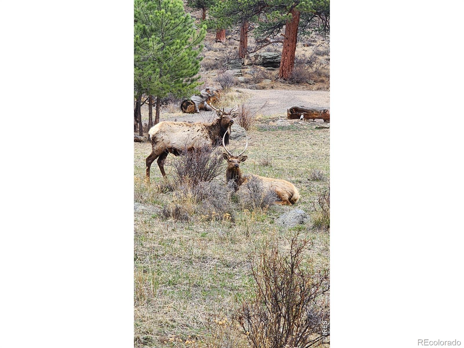 2415 Wild Bear Way Estes Park CO 80517