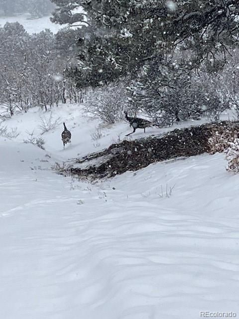 2613 Pheasant Loop Westcliffe CO 81252
