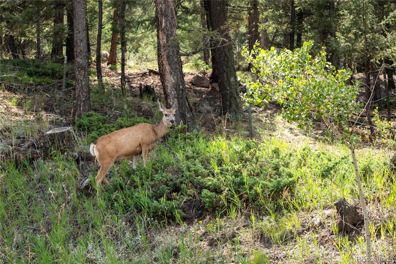 518 Conifer Drive Bailey CO 80421
