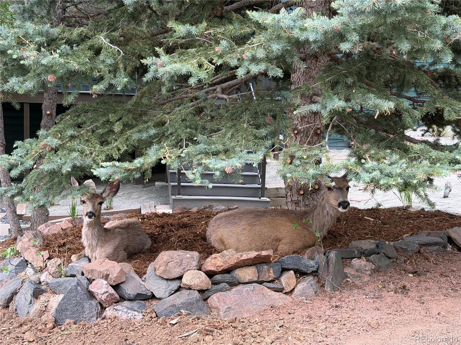 10542 Mossrock Run Littleton CO 80125