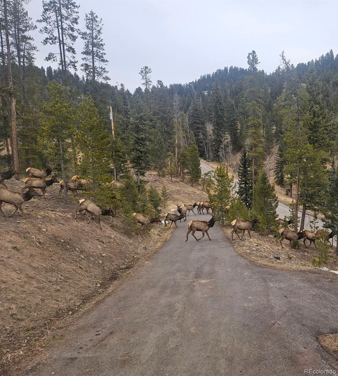 7291 Brook Forest Drive Evergreen CO 80439