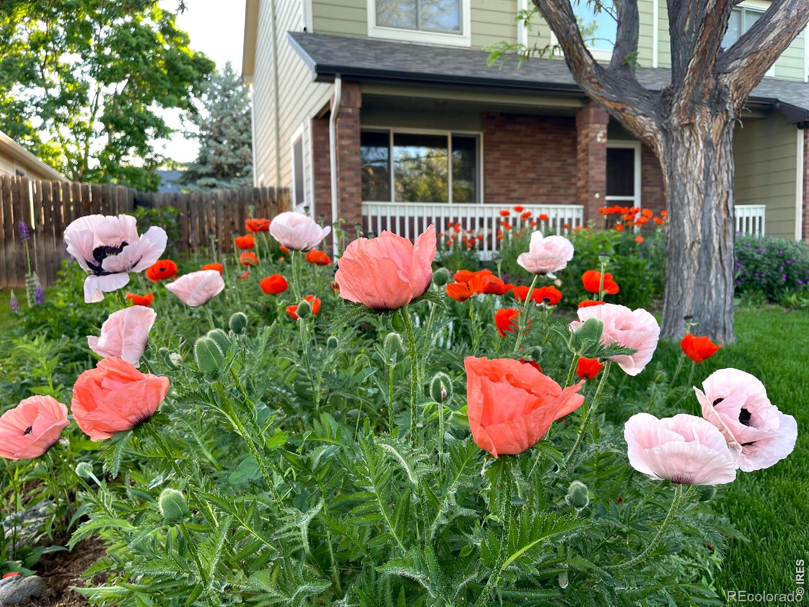 3507 Oak Hill Court Fort Collins CO 80526