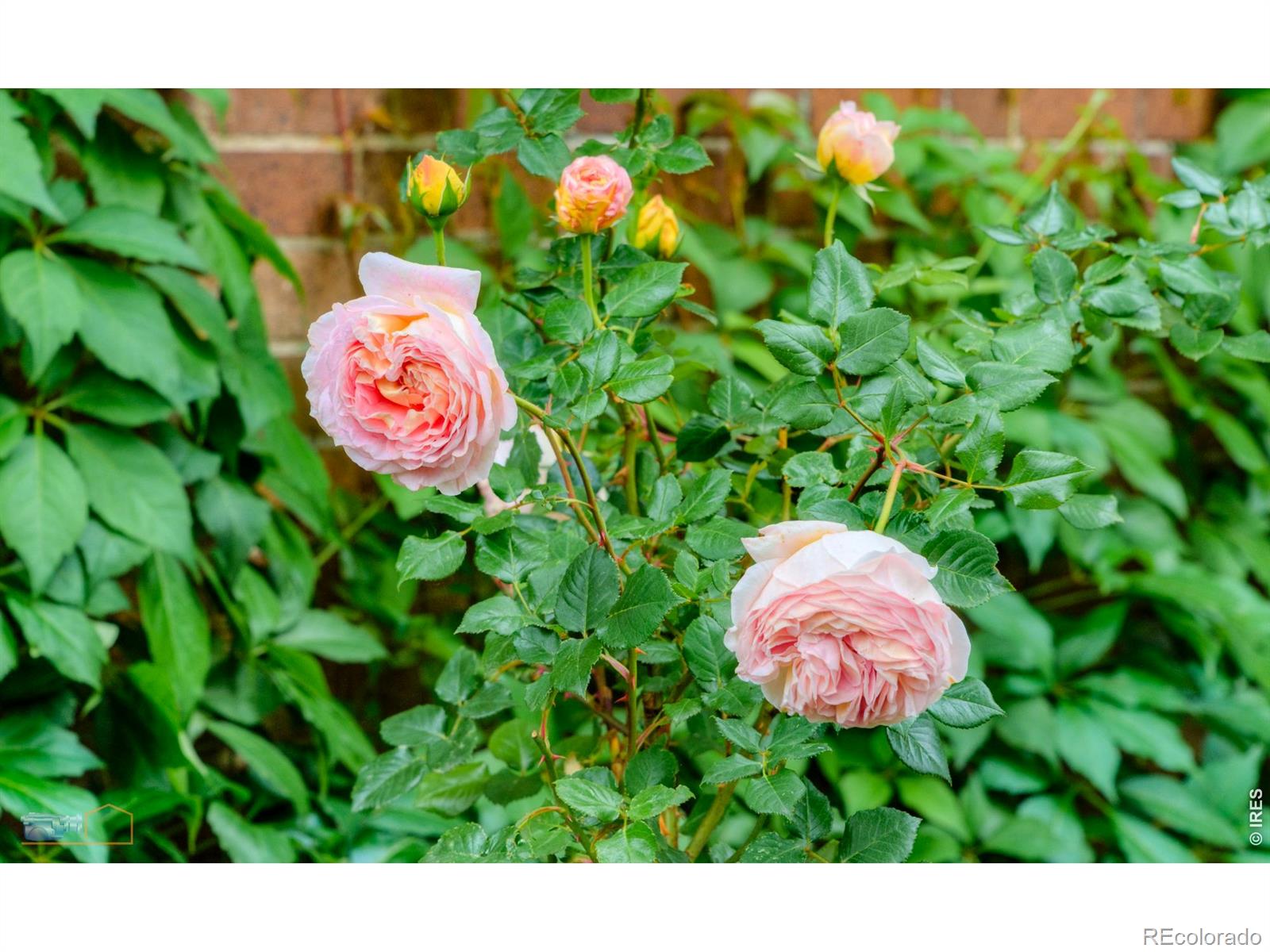 604 Mapleton Avenue Boulder CO 80304