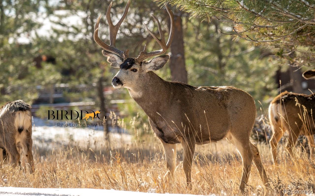 7905 Ponderosa Lane Parker CO 80138
