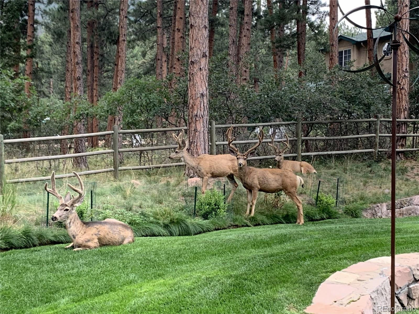 4745 Cheyenne Drive Larkspur CO 80118