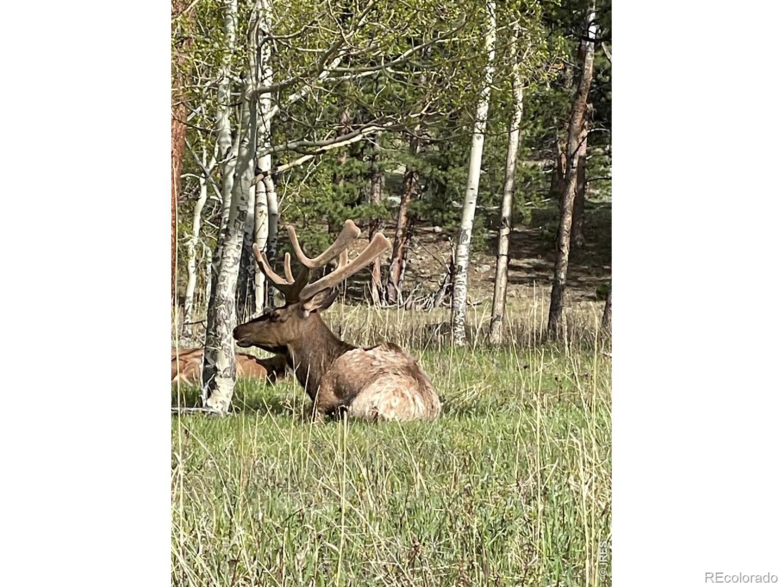 1565 Highway 66 Estes Park CO 80517