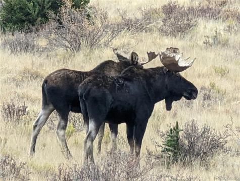 174 Skid Court Fairplay CO 80440