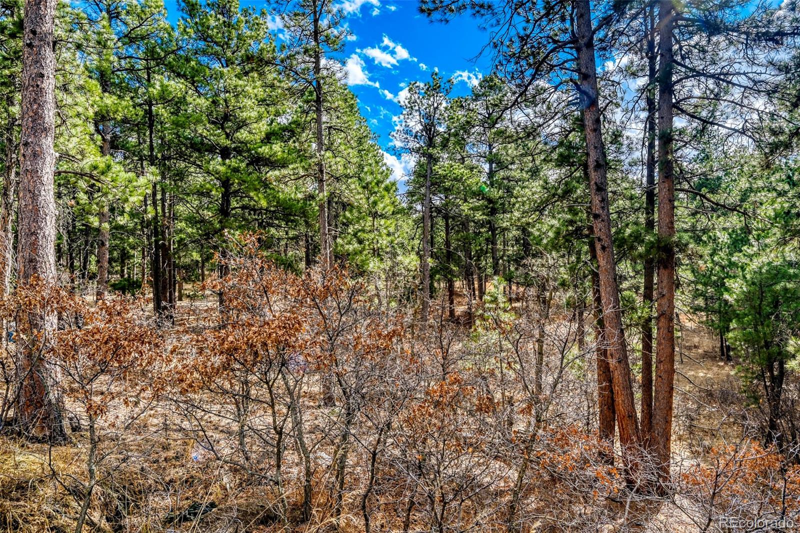 3392 Estates Circle Larkspur CO 80118