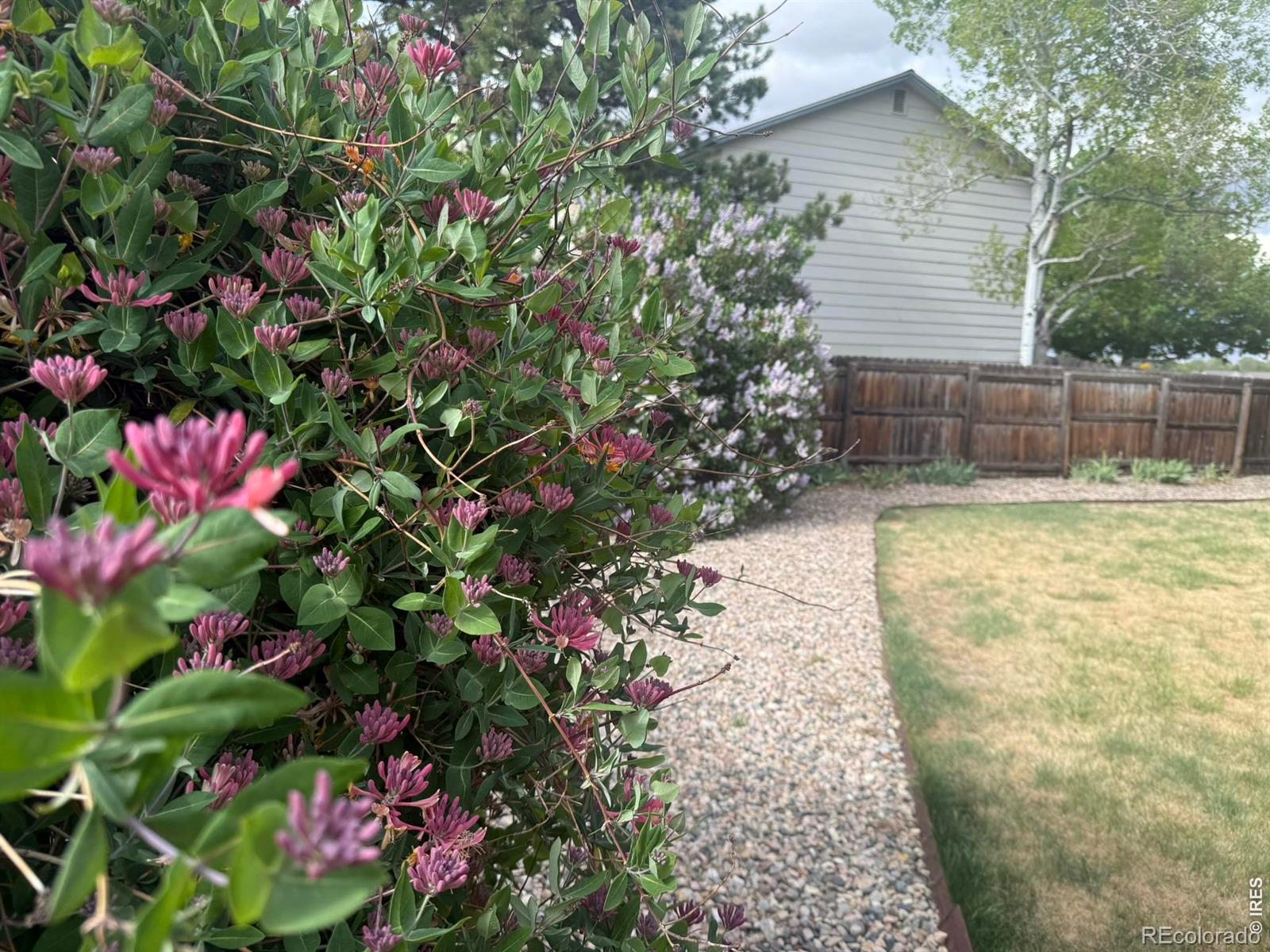 1044 Blue Spruce Drive Loveland CO 80538