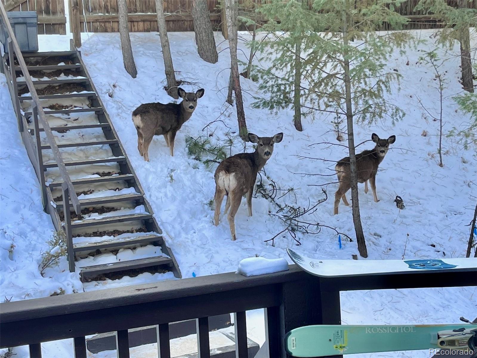 638 Impala Trail Bailey CO 80421