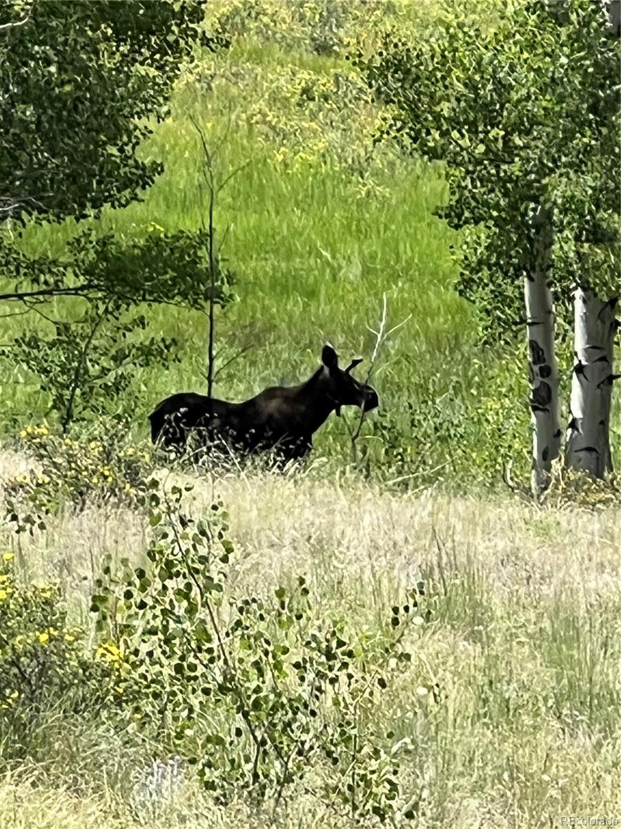 3153 Homestake Place Florissant CO 80816