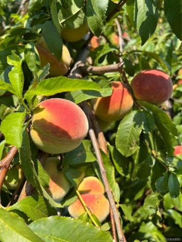 417 Greenwood Avenue Canon City CO 81212