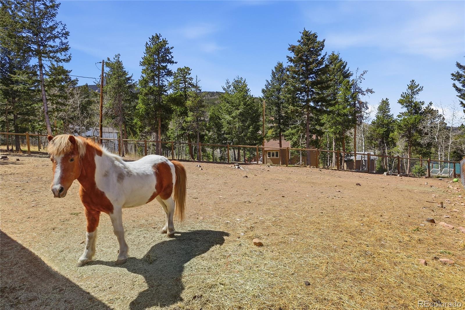 9225 Sandy Lane Conifer CO 80433