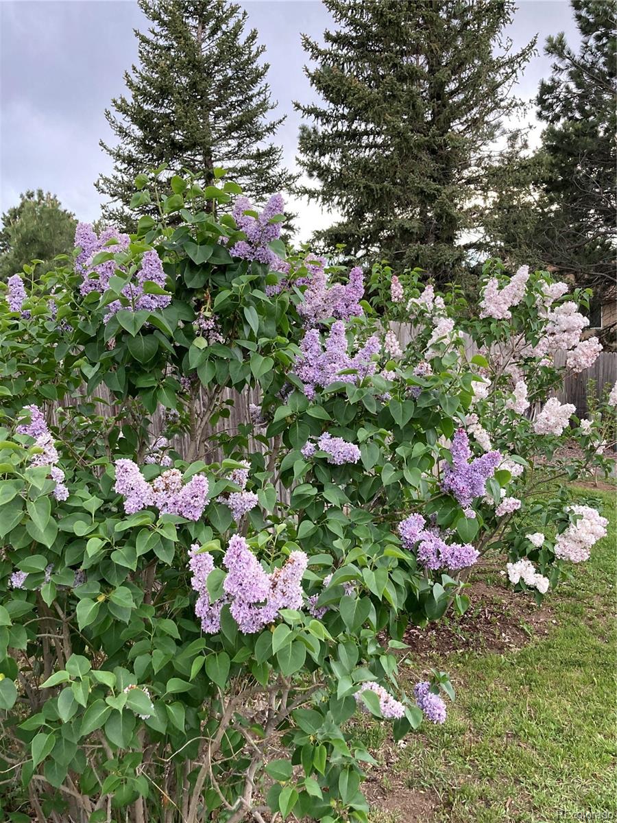 11447 Brownstone Drive Parker CO 80138