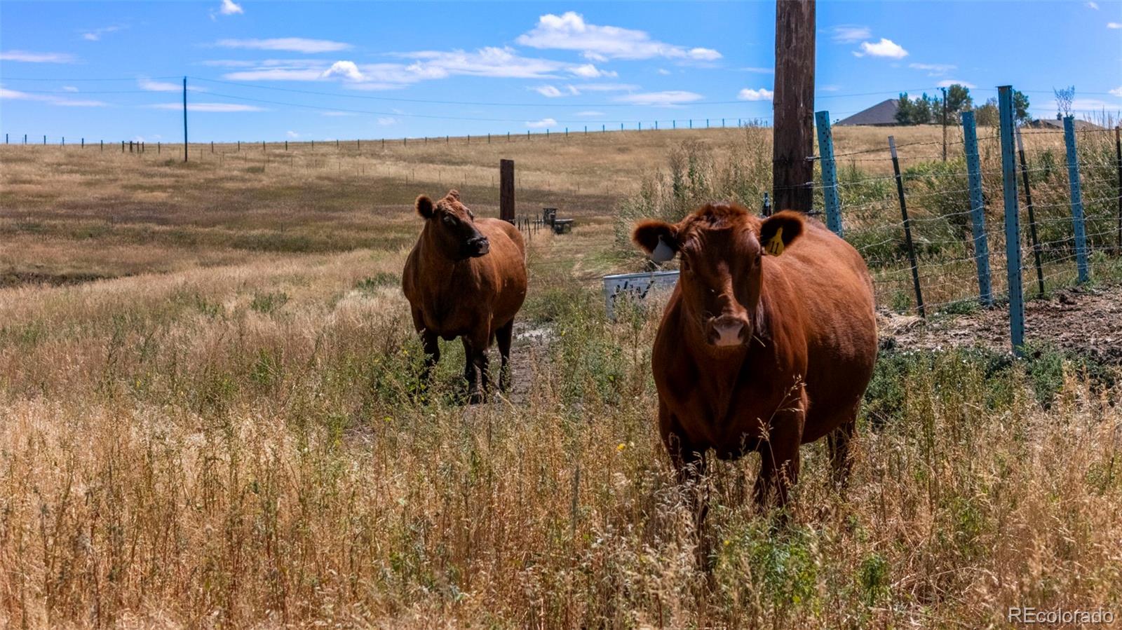 2151 Elizabeth Drive Parker CO 80138