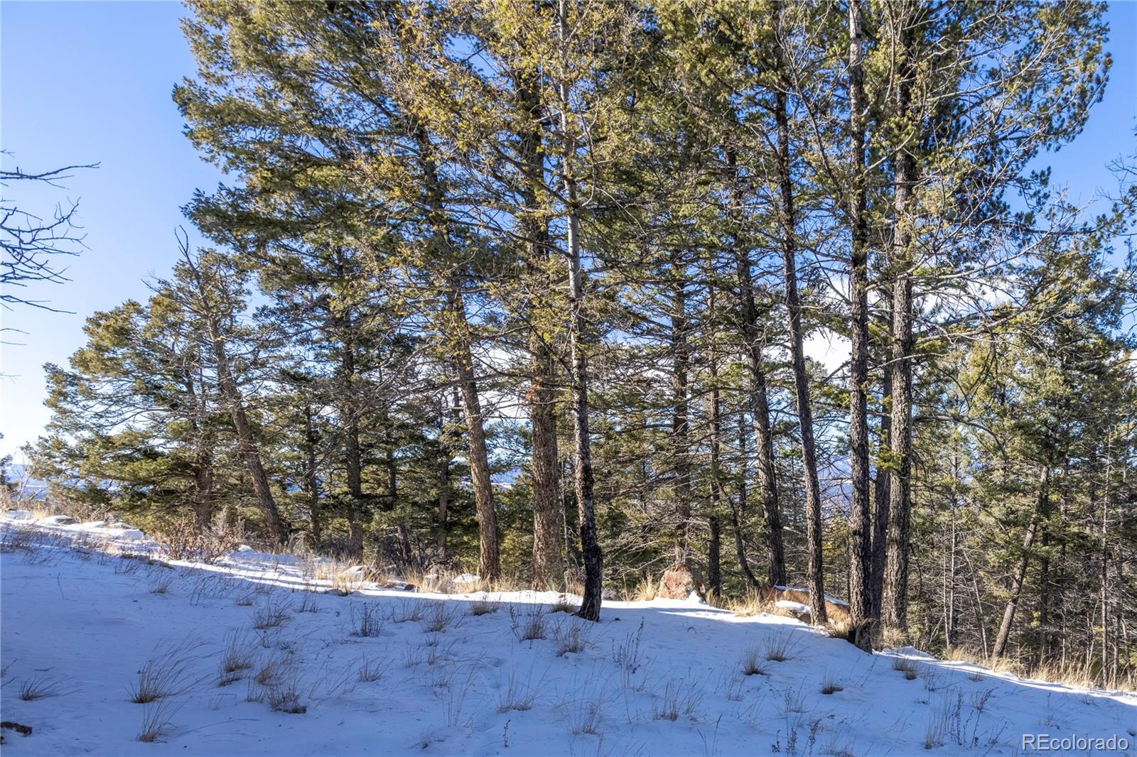 730 Cheyenne Creek Lake George CO 80827